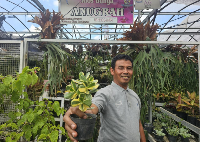 Sukses Jadi Mata Pencaharian Warga Sekitar, Ini Kisah Klaster Usaha Tanaman Hias Binaan BRI 