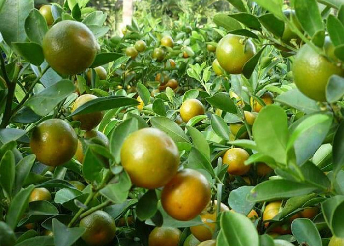 Walau Bentuknya Kecil dan Bercitarasa Asam, Jeruk Kalamansi Memiliki Manfaat yang Baik untuk Kesehatan