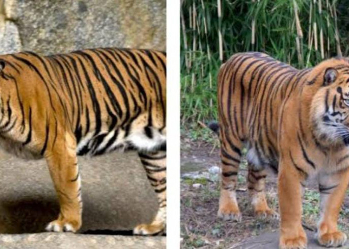 Sama-sama Bermotif Loreng, Berikut Ciri-ciri dan Perbedaan Antara Harimau Sumatera dengan Harimau Jawa