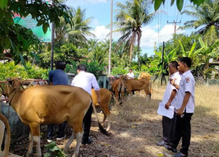 Begini Cara Memilih Hewan Kurban yang Baik dan Sesuai Syariat Islam