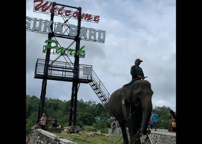Ini 4 Hal yang Harus Dipersiapkan Jika Ingin Berwisata ke Pusat Latihan Gajah Seblat, Bengkulu