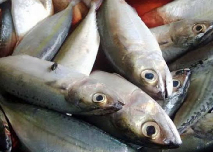 Jangan Salah Pilih, Ini Cara Mengetahui Ciri-ciri Ikan Berformalin