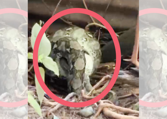 Musim Hujan, Ular Sawo Besar Mangsa Ternak Milik Warga Kota Bani