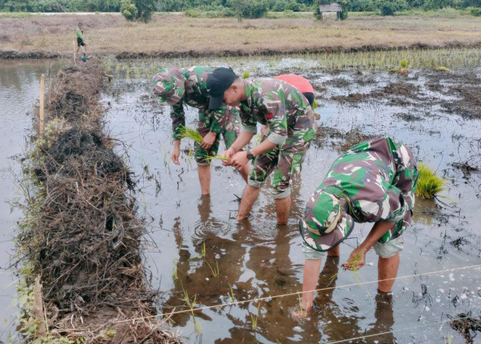 Dukung Program Ketahanan Pangan, Prajurit TNI Turun ke Sawah Bersama Petani 