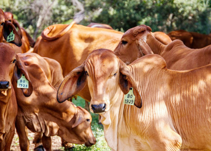 Harga Stabil, Stok Sapi Kurban 7 Kecamatan, Berlimpah