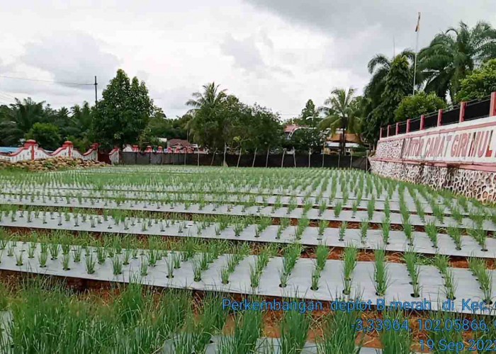Budidaya Bawang Merah di Giri Mulya Berhasil, Panen 20 Ton per Hektar