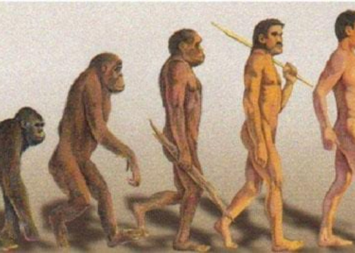 Evolusi Manusia, Perbandingan Mendetail antara Homo Neanderthal dan Homo Sapiens