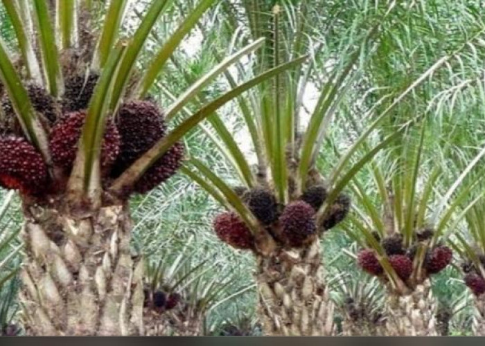 Pesan Untuk Petani Pemula, Begini Cara Memilih Benih Kelapa Sawit yang Baik dan Benar