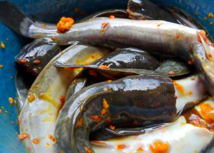 Cara Mengolah Ikan Lele Agar Tidak Bau Amis dan Bau Tanah