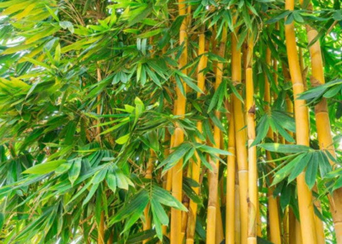 7 Manfaat Bambu Kuning yang Wajib Diketahui, Salah Satunya untuk Menurunkan Berat Badan