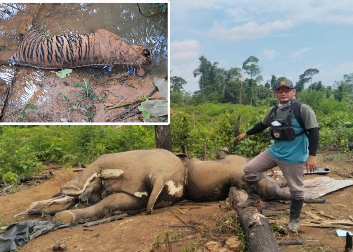 Soroti Kematian Gajah dan Harimau, Koalisi Selamatkan BAS Sindir Operasi Satgas Merah Putih