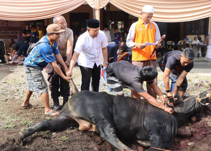 Idul Adha 1447 Hijriah, Polres Bengkulu Utara Potong 12 Ekor Hewan Kurban