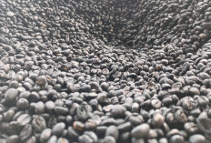 Proses Mengolah Buah Kopi hingga Siap Seduh, Caranya Sangat Mudah 