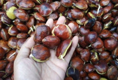 Tips Agar Jengkol Cepat Empuk dan Tidak Pahit, Serta Resep Semur Jengkol yang Bikin Ketagihan