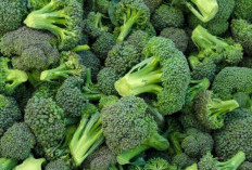 Rekomendasi Makanan Sehat dan Bergizi Bagi Ibu Hamil