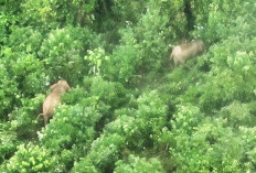 Monitoring Drone Thermal, 17 Gajah Liar Teridentifikasi di BAS  