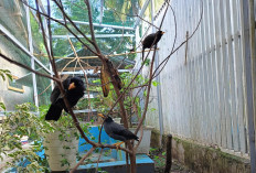 6 Hal yang Harus Diperhatikan Ketika Memilih Pohon untuk Aviary Mini