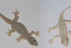 Hati-hati, 5 Hewan Ini Tenyata Bisa Jadi Jelmaan Jin, Jangan Sampai Masuk Rumah