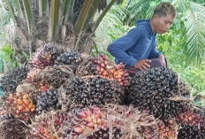 Harga Sawit di Mukomuko Tembus Rp3.060 per Kilogram