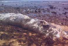 6 Hewan Misterius yang Ada dalam Alquran, Muncul sebagai Tanda Kiamat Sudah Dekat
