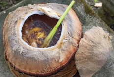 Sehat dan Menyegarkan, Ini 5 Khasiat Kelapa Bakar Bagi Tubuh