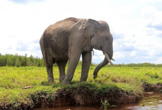 Gajah Liar di Bengkulu Makan Sampah