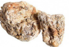 5 Ciri Muntahan Ikan Paus Asli, Siapa Tahu Ketemu Pas Lagi Mancing