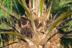 Sejarah Lengkap Kelapa Sawit di Indonesia, dari Tempat Berteduh Hingga jadi Komoditi Terpenting di Dunia 