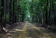 Alas Purwo Banyuwangi, Hutan Paling Tua dan Dikenal Sebagai Kerajaan Alam Gaib di Indonesia