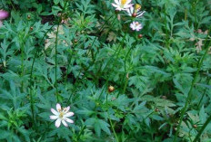 Tak Disangka, Ternyata Rutin Konsumsi Daun Kenikir Bisa Memberi 8 Manfaat Bagi Kesehatan Tubuh, Apa Saja?