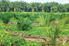 Tiga Kelompok Tani Desak Kepastian Soal Tanaman Sawit di Kawasan Hutan