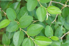 Selain untuk Mengobati Sihir, Daun Bidara Juga Memiliki 5 Manfaat untuk Obati Nyeri Sendi dan Otot