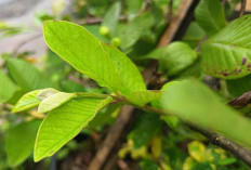 Bukan Bahan yang Sulit Didapatkan, Namun Hanya dengan Daun Bisa Buat Kulit Menjadi Putih Bercahaya
