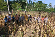 Sinergi Desa Kota Bani-Polsek, Program Ketahanan Pangan Jagung Memasuki Masa Panen