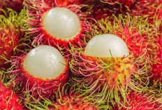 Tak Disangka, Ternyata 6 Buah Ini Hanya Tumbuh di Indonesia, Apa Saja?