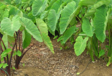 Tips Memasak Lompong Agar Tidak Gatal dan Lezat Dikonsumsi