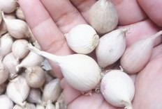 Temukan Khasiat Konsumsi Bawang Putih Tunggal Bagi Kesehatan, Ada Untuk Prianya Juga 