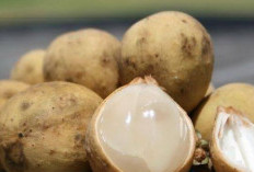 Ternyata Manfaat Buah Duku Bisa Mencegah Penuaan Dini dan Bikin Wajah Bersih Glowing