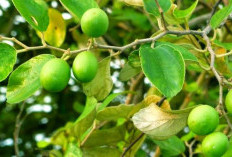 Bukan Daun Kelor, Tapi Jenis Tanaman ini yang Paling Ditakuti Jin dan Ampuh Obati Santet