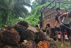 Selisih Pembelian Harga Sawit di Pabrik, Petani Mukomuko Tertekan