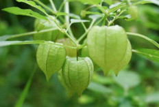 Ternyata Ceplukan Bisa Menghilangkan Kandungan Nikotin di Dalam Tubuh, Ini Caranya