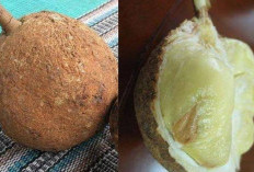 Langka di Dunia, Tumbuh Subur di Indonesia salah satunya Durian Gundul