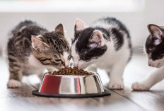 Tak Disangka, Ternyata Ada 8 Keistimewaan Bagi Orang yang Suka Memberi Makan Kucing