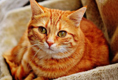 Saat Manusia Tengah Tertidur, Kucing Malah Melakukan Ini, Benarkah Berkaitan dengan Magic dan Kekuatan