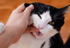 Gigitan Kucing Mendominasi Kasus Serangan Hewan, Warga Diminta Manfaatkan Vaksin Gratis