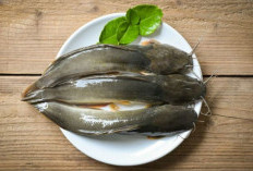 Mau Sehat Hingga Lansia? Konsumsi 9 Jenis Ikan Ini Setiap Hari