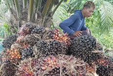 Potongan Tinggi, Petani Sawit di XIV Koto Makin Tertekan