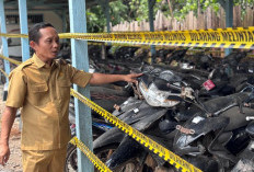 Ratusan Kendis Masuk Daftar, Begini Cara Ikut Lelang di Bengkulu Utara