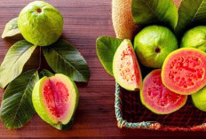 Karena Ini Buah Jambu Sering Dicari Saat Orang Sakit, Salah Satunya Ampuh Atasi Sembelit