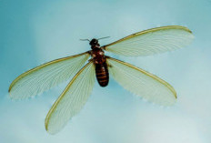 5 Cara Praktis Mengusir Laron Tanpa Mematikan Lampu, Mudah dan Cepat!